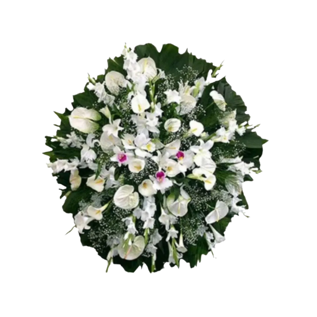 Coroa B SuperLuxo Sigma